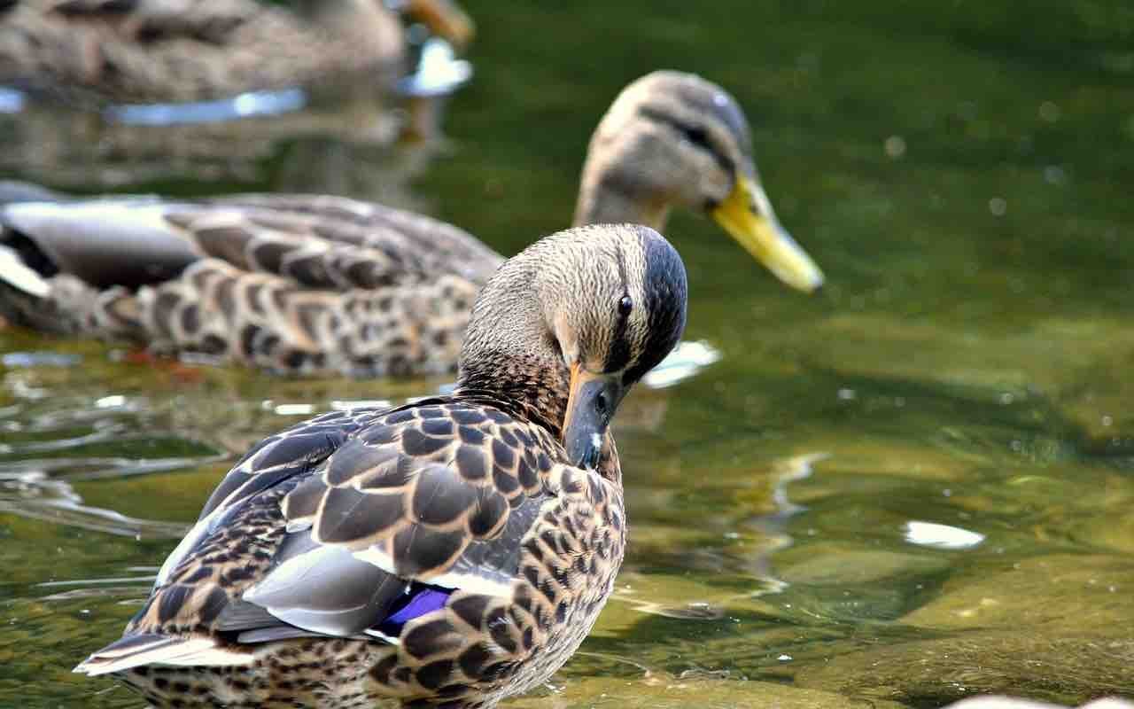 Dôvod, prečo je kŕmenie kačiek chlebom nebezpečné